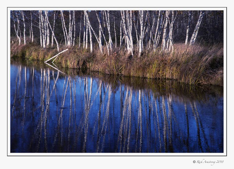 birch grove 1.jpg